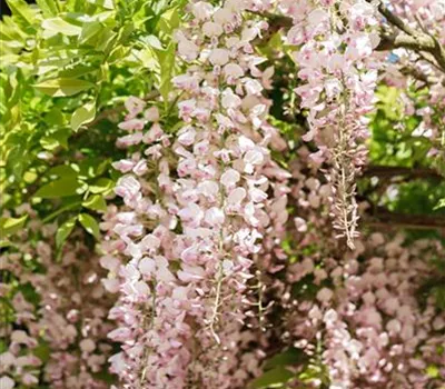 Wisteria floribunda 'Rosea'