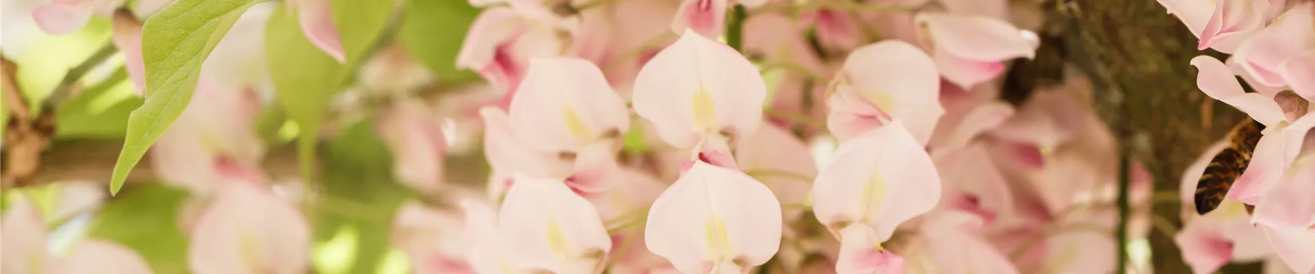 Wisteria floribunda 'Rosea' Wisteria floribunda 'Rosea'