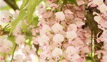wisteria blauregen baum Chinesischer Blauregen | kaufen main image 0