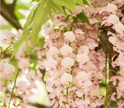 Fassade begrünen Fassade begrünen