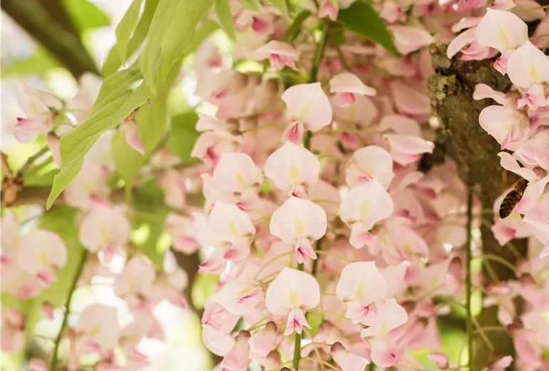 Wisteria floribunda 'Rosea' Wisteria floribunda 'Rosea'