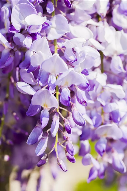 Wisteria floribunda "Issai-naga"