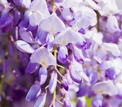 Wisteria floribunda "Issai-naga" Wisteria floribunda "Issai-naga"