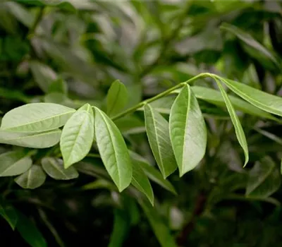 Prunus laurocerasus "Greenpeace"