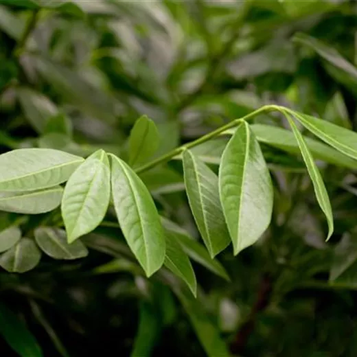 Prunus lauroc.'Greenpeace' Prunus lauroc.'Greenpeace'