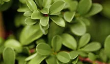 Cotoneaster dammeri radicans