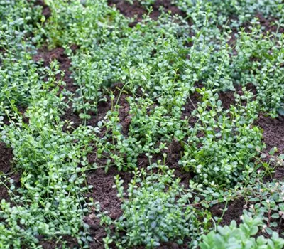 Euonymus fortunei 'Minimus' Euonymus fortunei 'Minimus'