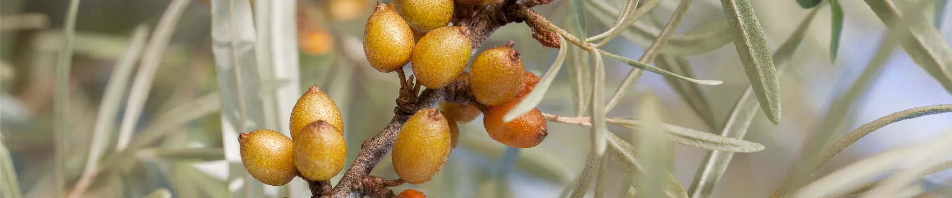 Hippophae rhamnoides 'Leikora' Hippophae rhamnoides 'Leikora'