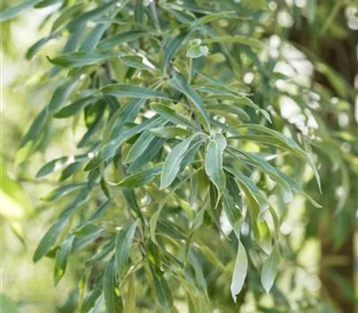 Pyrus salicifolia 'Pendula'