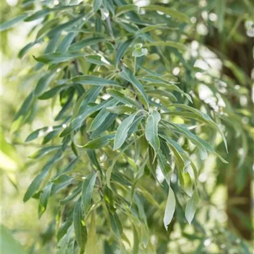 Pyrus salicifolia 'Pendula'