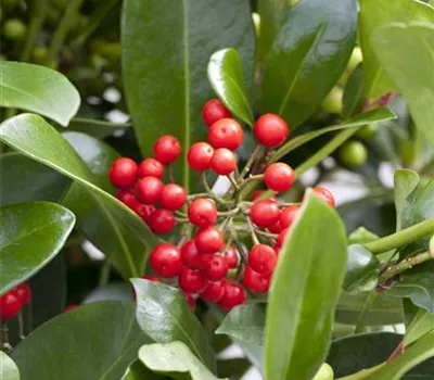 Skimmia japonica "Kew Green"