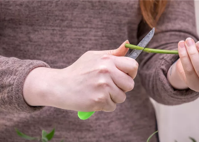 Gartenkurs Umveredeln von Obstbäumen im Hausgarten