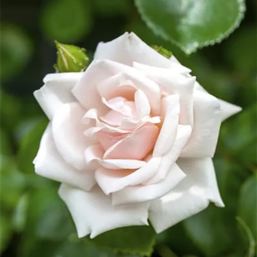 Rosa 'New Dawn' KL Rosa 'New Dawn' KL