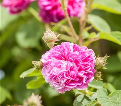 Rosa 'Russeliana' KL