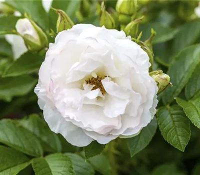 Rosa centifolia muscosa STR