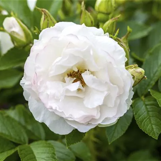 Rosa centifolia muscosa STR
