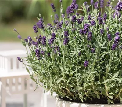 Lavandula angustifolia 'Dwarf Blue'