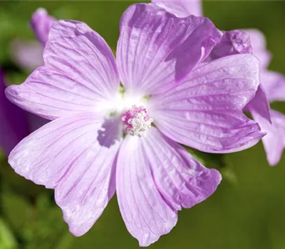 Malva moschata, rosa