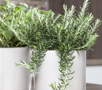 Rosmarinus officinalis i.S., hängend