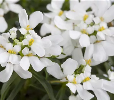 Iberis sempervirens 'Appen-Etz'