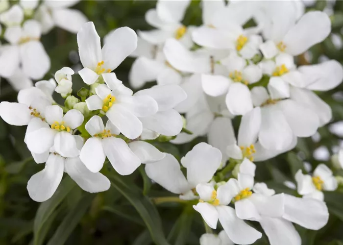 Iberis sempervirens 'Appen-Etz'