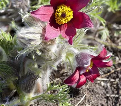 Pulsatilla vulgaris 'Rubra' Pulsatilla vulgaris 'Rubra'
