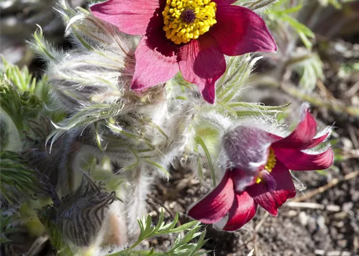 Pulsatilla vulgaris 'Rubra'