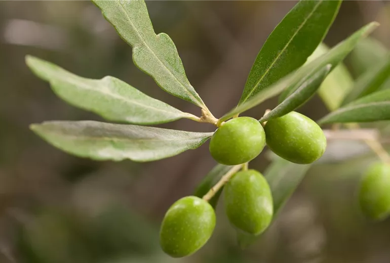 Olea europaea Olea europaea