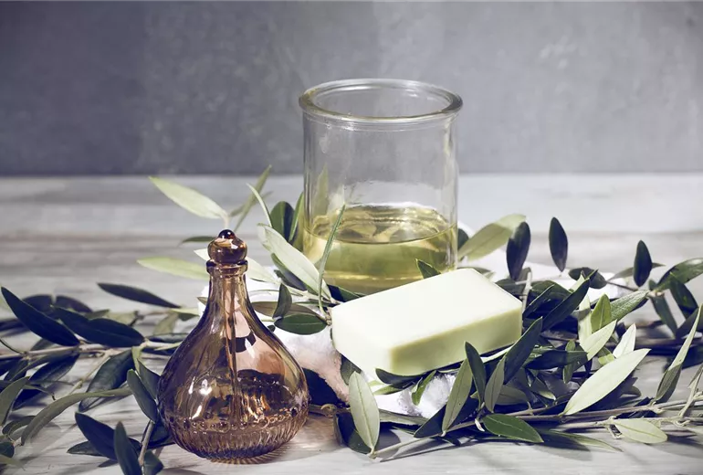 Olea europaea Olea europaea