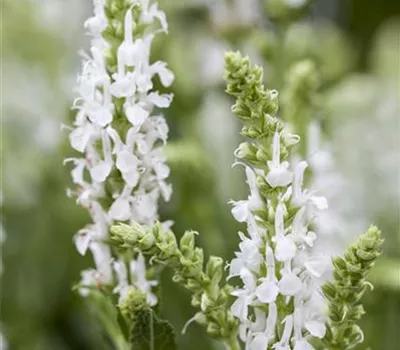 Salvia nemorosa 'Sensation White' -R-