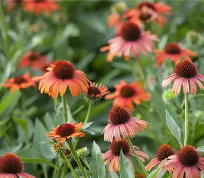 Echinacea purpurea