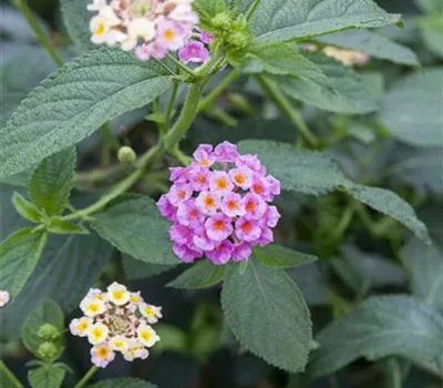 Lantana camara i.S.