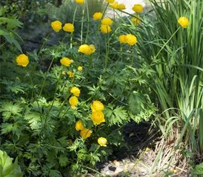 Trollius europaeus