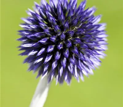 Echinops ritro 'Veitchs Blue'