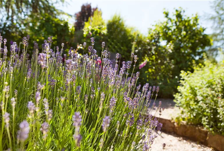 Lavandula angustifolia Lavandula angustifolia