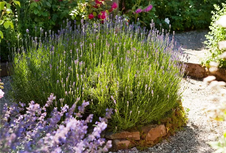 Lavandula angustifolia Lavandula angustifolia