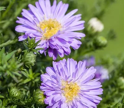 Aster dumosus 'Prof. Anton Kippenberg'
