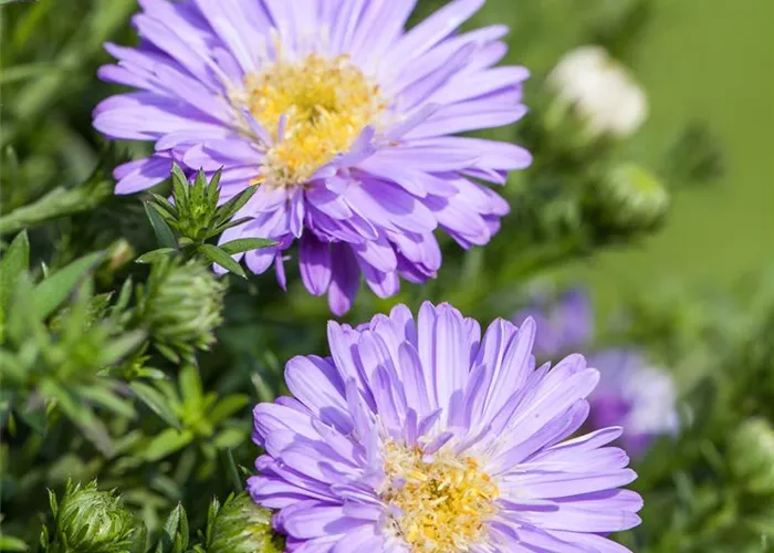 Aster dumosus 'Prof. Anton Kippenberg'