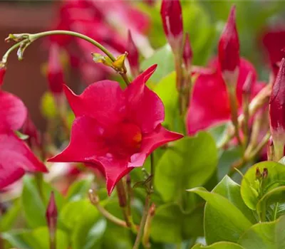 Dipladenia Sundavillea Dipladenia Sundavillea