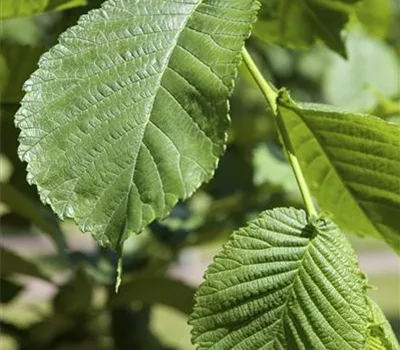 Morus alba 'Pendula' Morus alba 'Pendula'