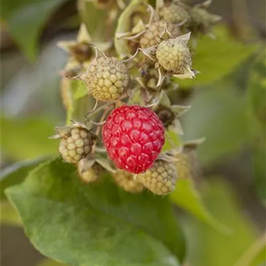 Rubus idaeus "Ruby Beauty" Nr. 7