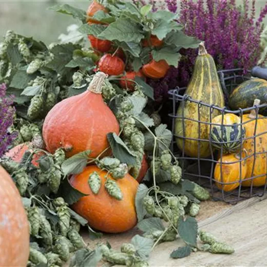 Humulus lupulus Humulus lupulus