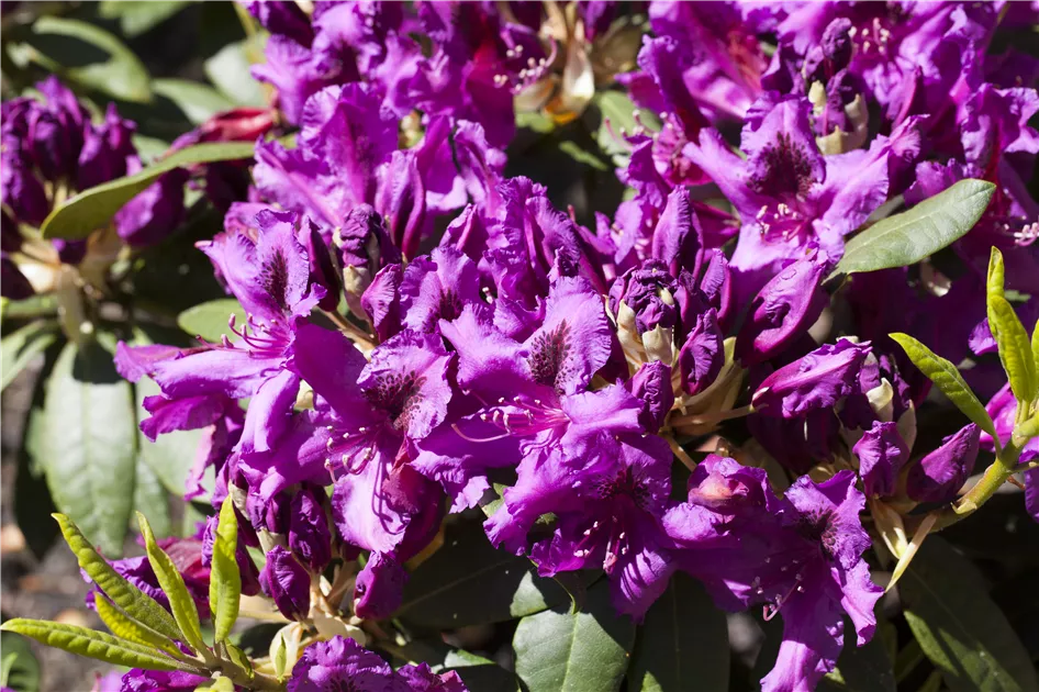 Rhododendron Hybr.'Azurro'