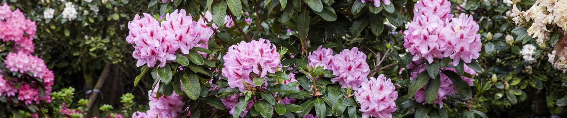 Rhododendron 'Furnivall´s Daughter' Rhododendron 'Furnivall´s Daughter'