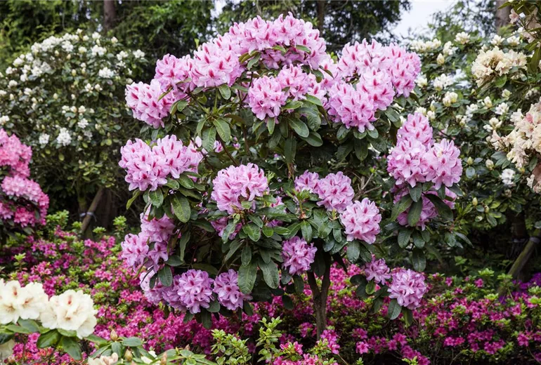 Rhododendron 'Furnivall´s Daughter' Rhododendron 'Furnivall´s Daughter'