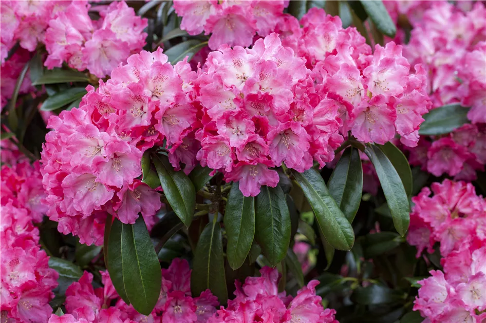 Rhododendron Hybr.'Germania' -R-