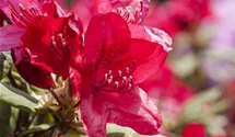 Rhododendron Hybr.'Hachm.Feuerschein' -R-