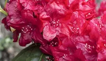 rhododendron vulcan Rhododendron Hybrid Vulcan Flame 5 Litre Pot  Grasslands Nursery