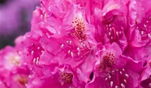 Rhododendron Hybr.'Hachm.Feuerschein' -R-