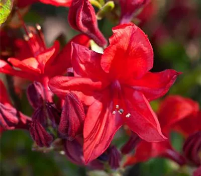 Rhododendron lut.'Royal Command'
